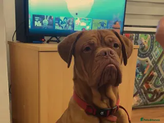 Dogue De Bordeaux dogs Male owner - Advert 1