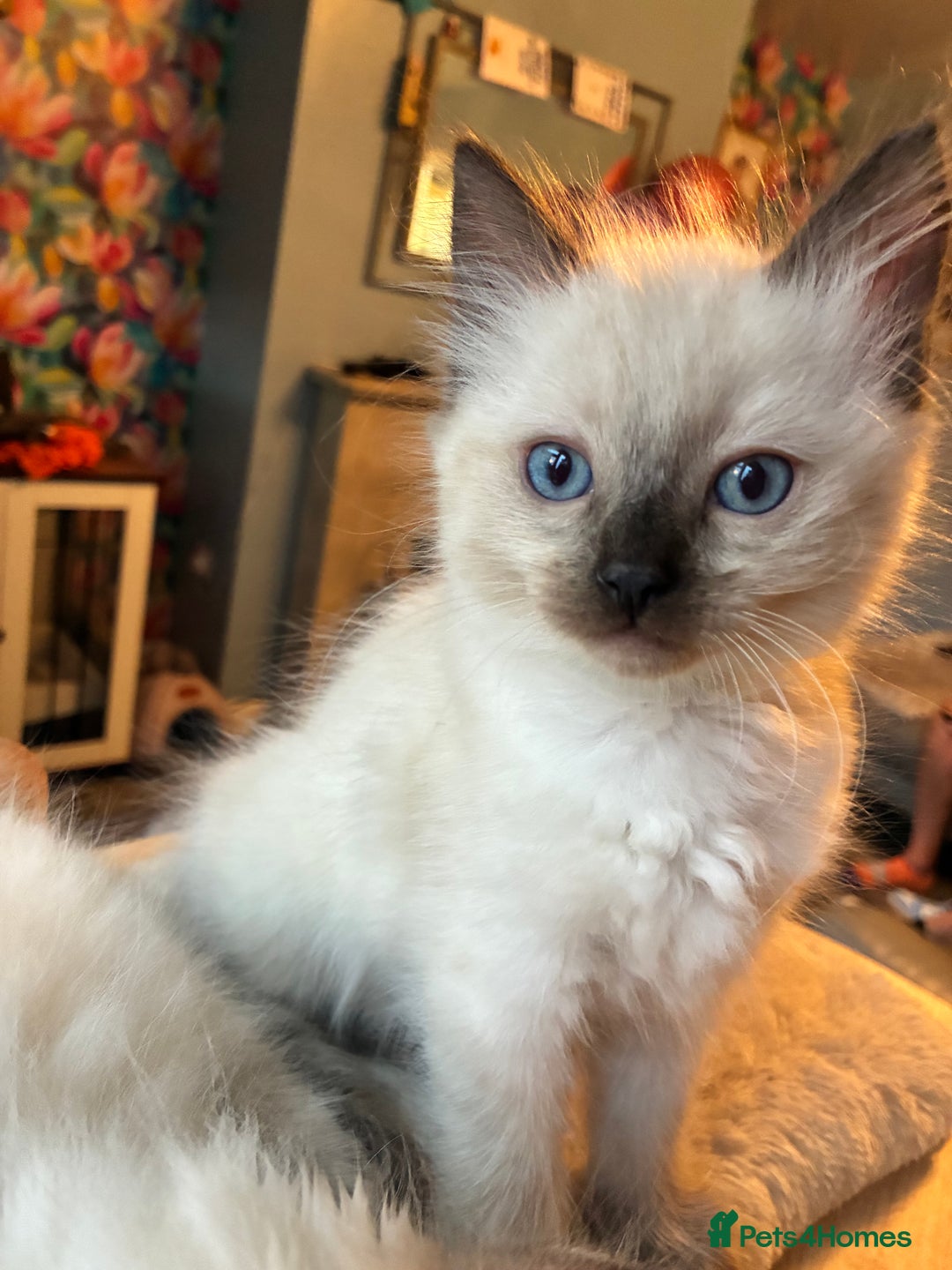 Ragdoll cats for sale: 4 Prebred Ragdolls kittens for sale - Image 13