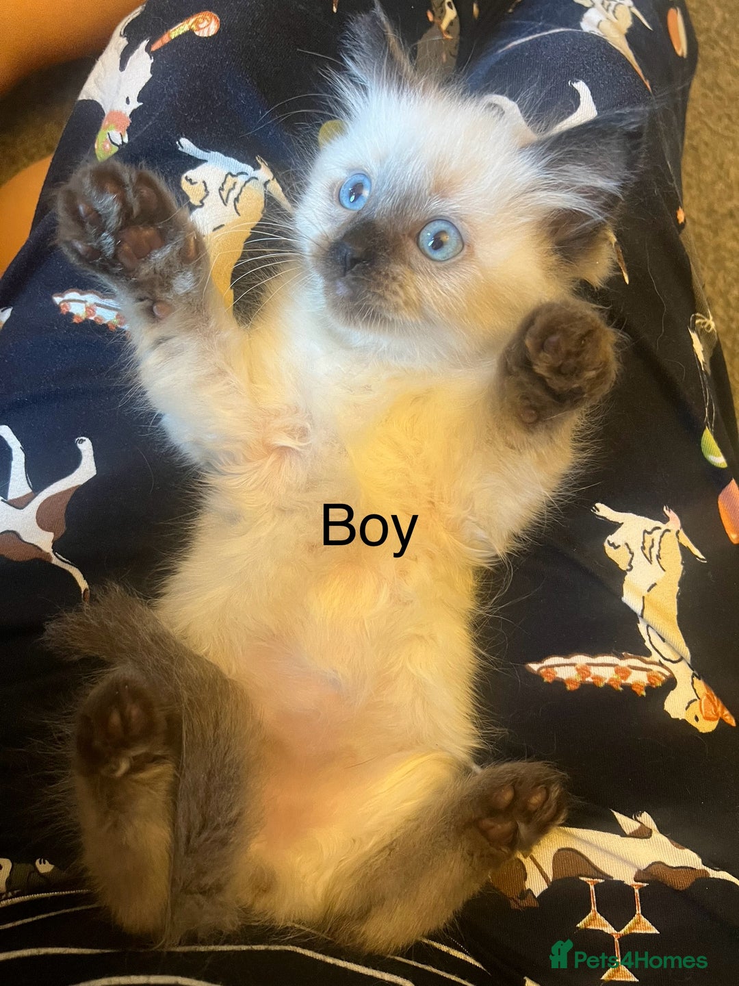 Ragdoll cats for sale: Stunning ragdoll kittens for forever homes  - Advert 9