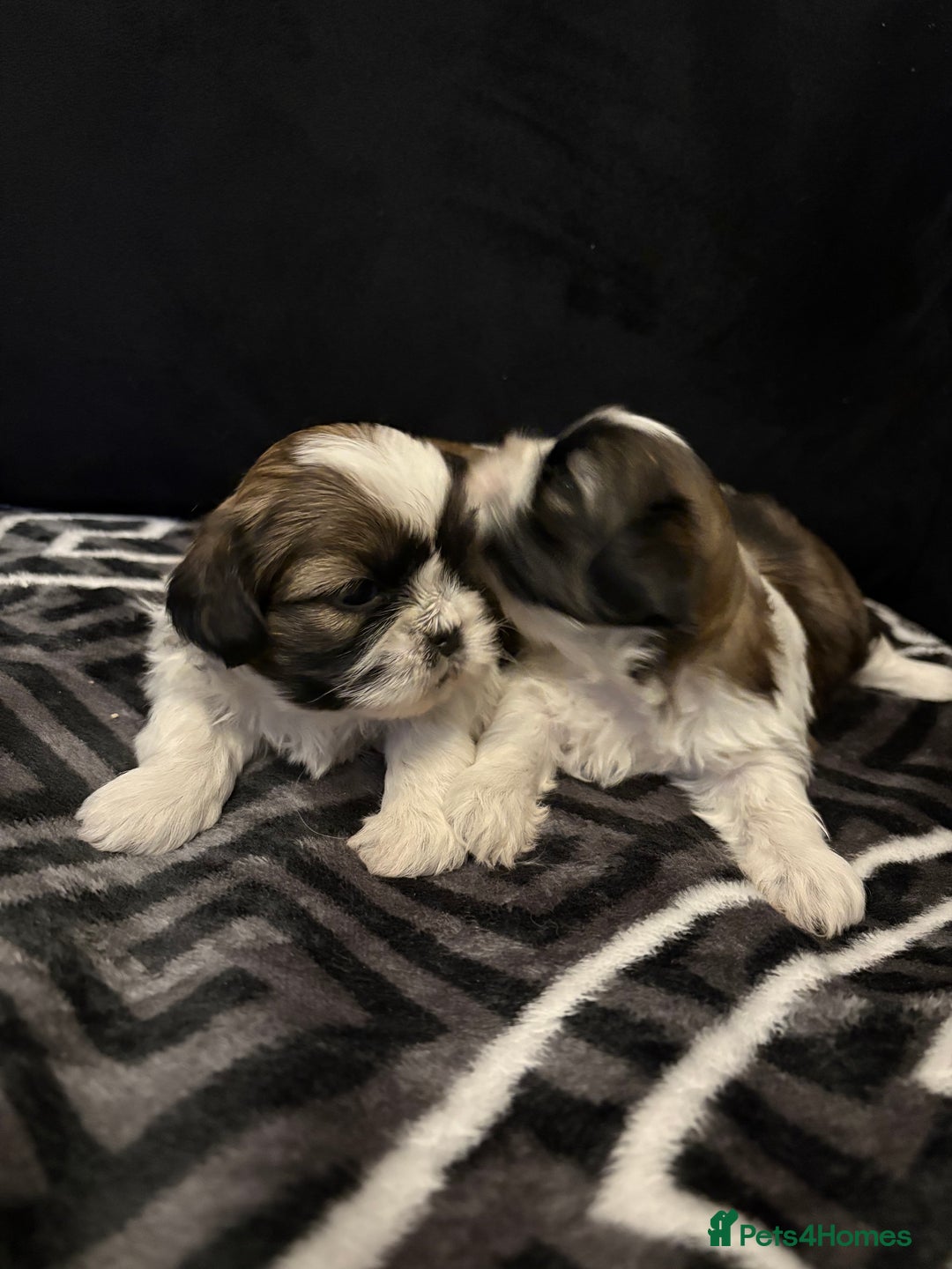 Shih Tzu dogs for sale: 2 female Shih Tzu puppies  - Advert 3