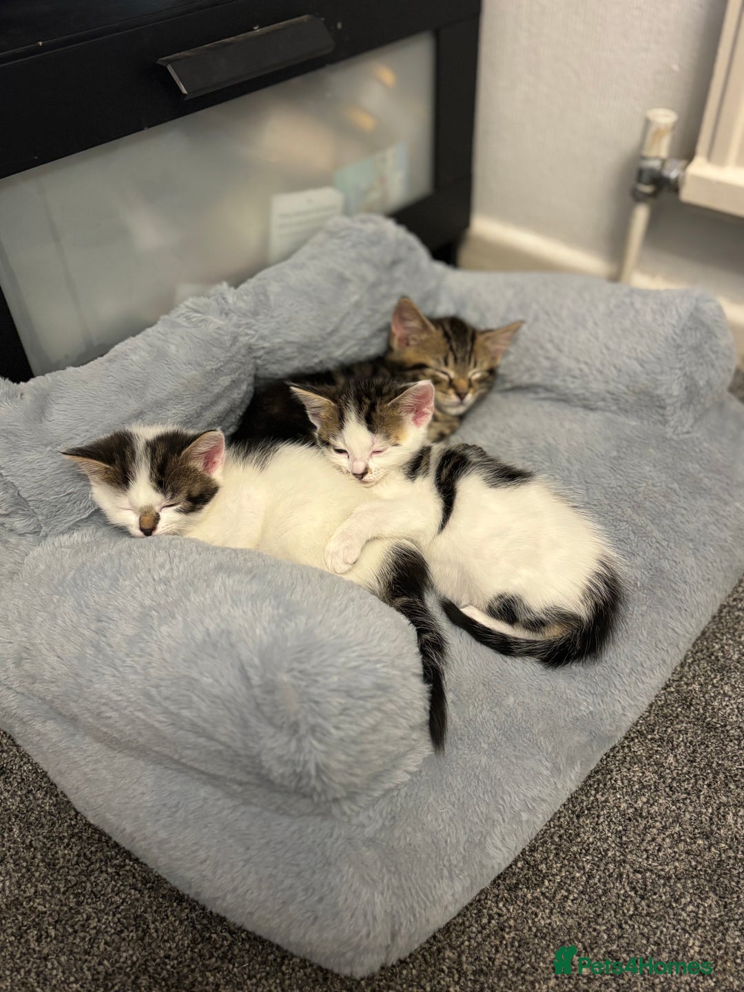 Mixed Breed cats for sale: Beautiful kittens ready for 5/11/28 - Image 22
