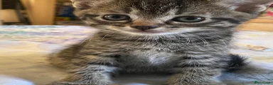 Tabby Boy 2