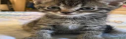 Domestic Shorthair cats for sale: Beautiful Domestic Shorthair Kittens - Advert 2