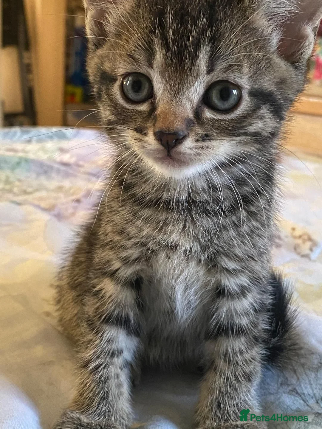Domestic Shorthair cats for sale: Beautiful Domestic Shorthair Kittens - Advert 2