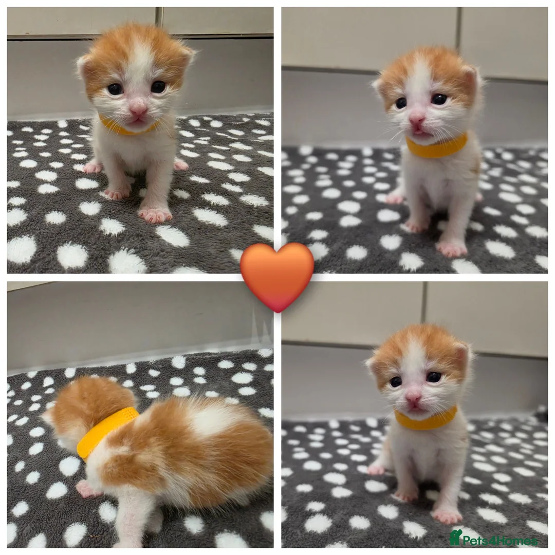 Mixed Breed cats for sale: Maine coon X kittens  - Advert 8