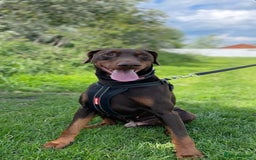Dobermann dogs for stud: PROVEN SIRE, SON OF COME AS YOU ARE I-REX(Imp Scg) in Leeds - Image 15