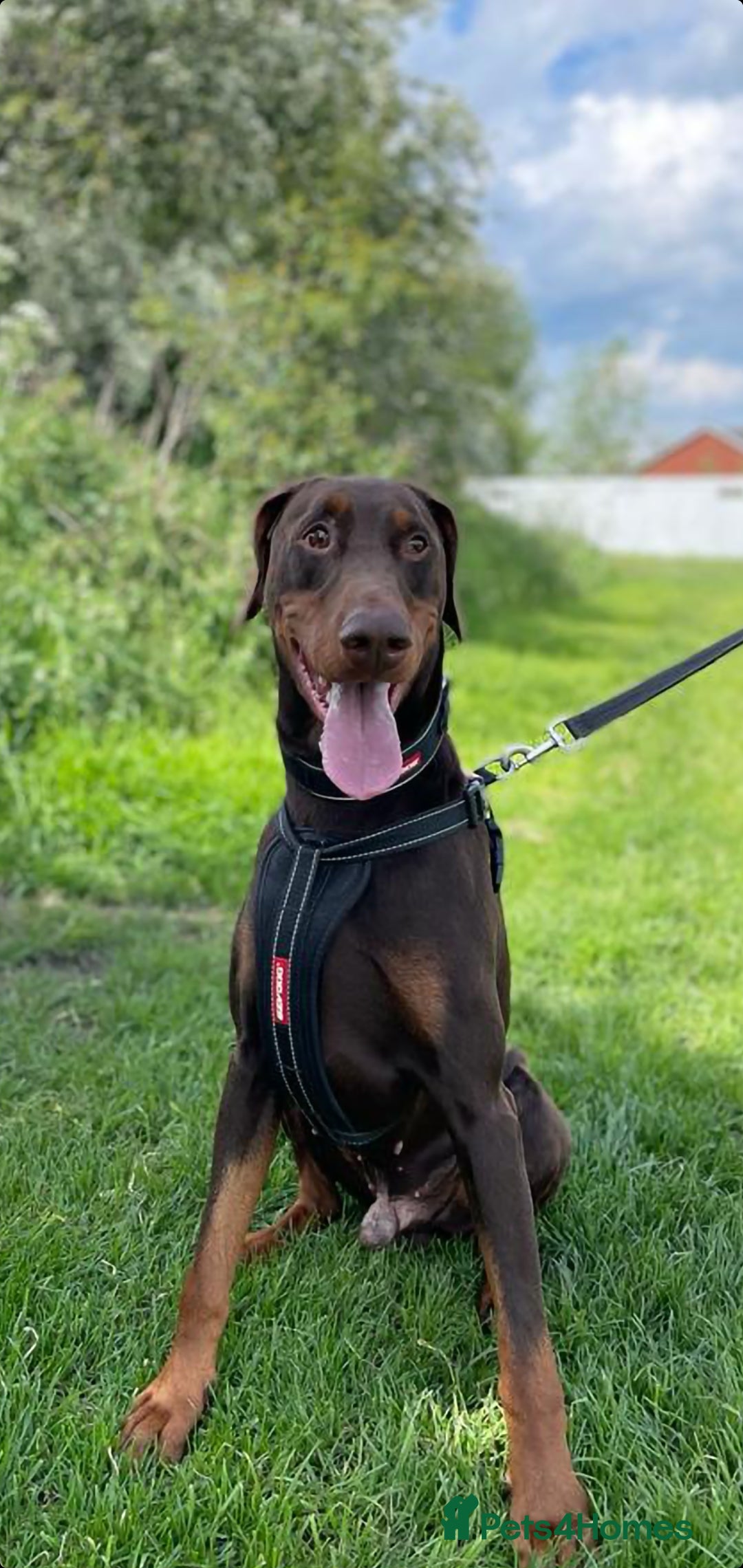 Dobermann dogs for stud: PROVEN SIRE, SON OF COME AS YOU ARE I-REX(Imp Scg) in Leeds - Image 15