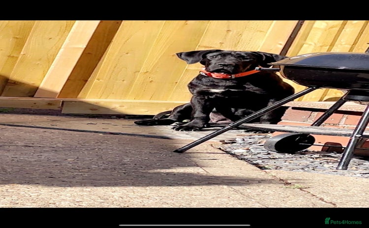Mixed Breed dogs - Advert 1