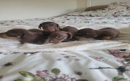 Miniature Dachshund dogs for sale: Miniature Dachshund puppies  in Bathgate - Image 4