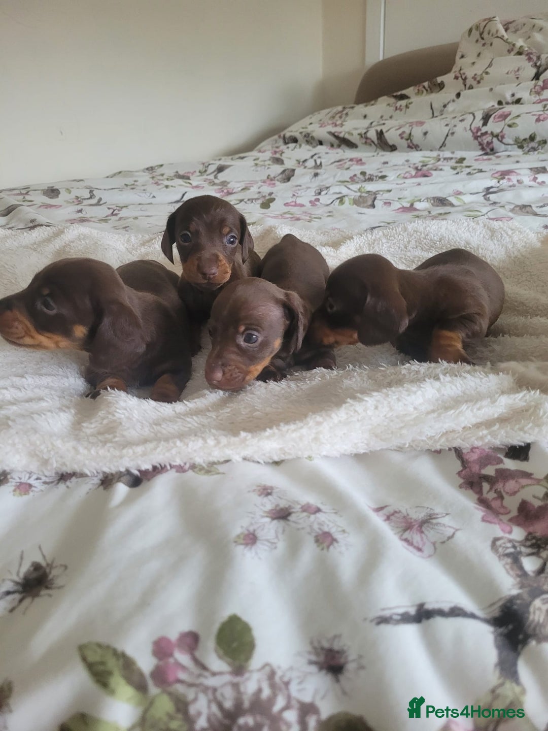 Miniature Dachshund dogs for sale: Miniature Dachshund puppies  in Bathgate - Image 4