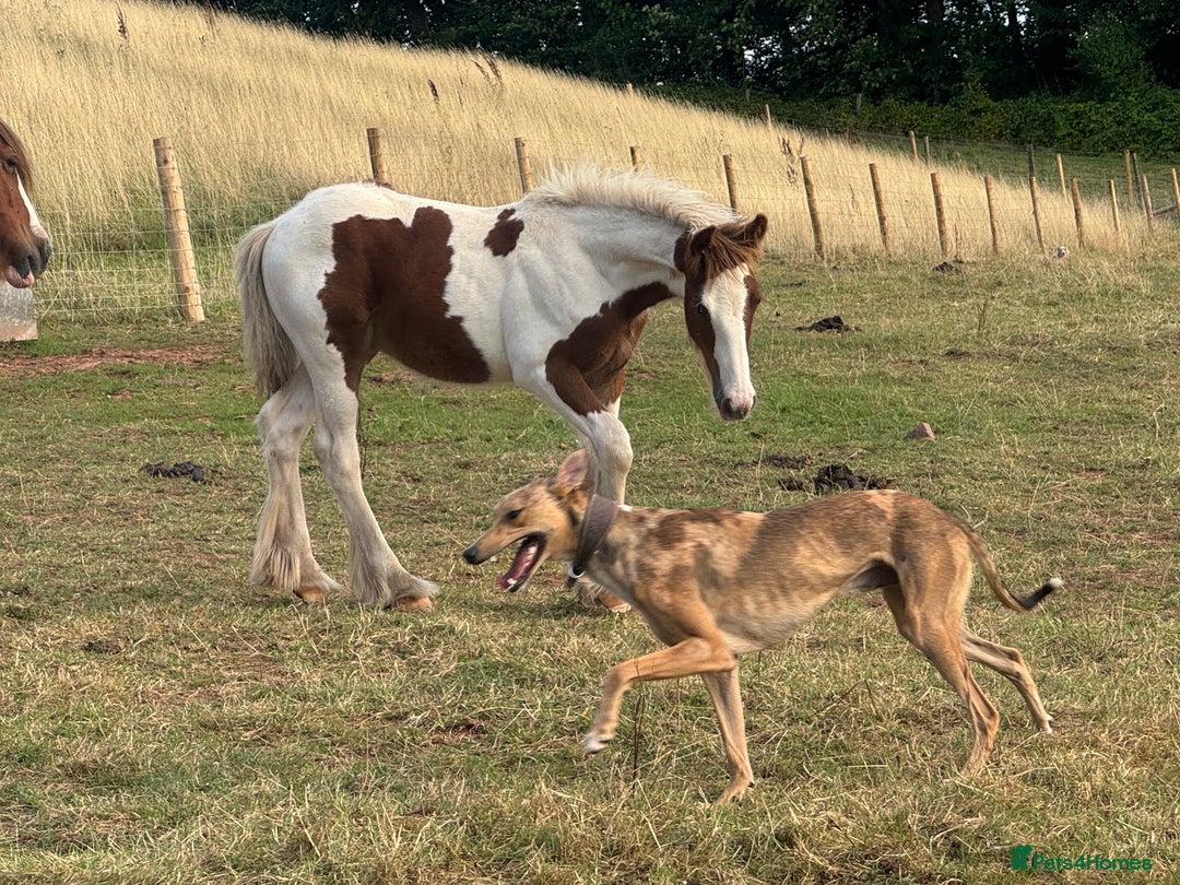 Irish Cob horses for sale: Chunky Chesney - Skewbald Colt  - Image 9