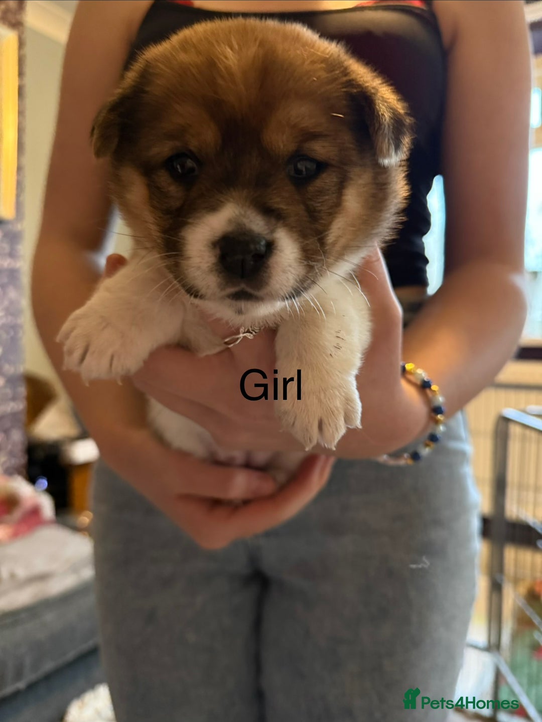 Mixed Breed dogs for sale: Japanese Shiba inu cross puppies  - Advert 4
