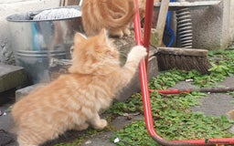 Mixed Breed cats for sale: Adorable kitten for sale - Image 7