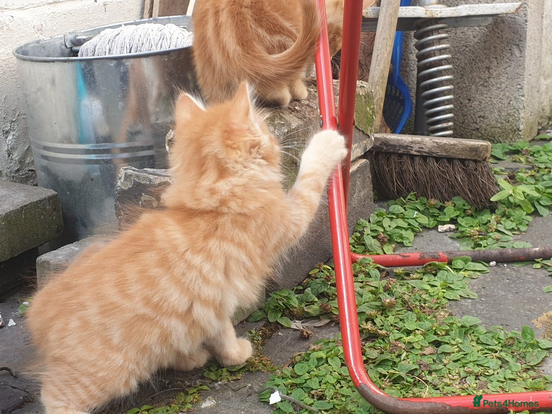 Mixed Breed cats for sale: Adorable kitten for sale - Image 7