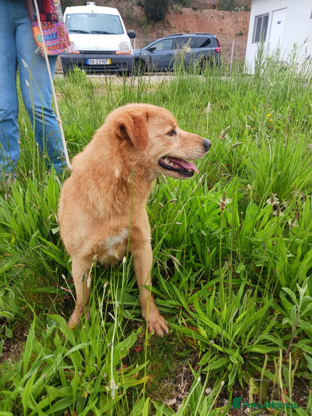 Mixed Breed dogs for adoption: Max   - Image 1