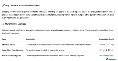 Munchkin cats Pedigree TICA Munchkin Kittens – Standard Legs 🐈 - Advert 4