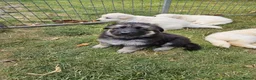 German Shepherd dogs for sale: German Shepherd Puppies - Advert 9