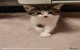 Turkish Angora cats for sale: REDUCED!!! Turkish Angora kittens for sale - Image 12