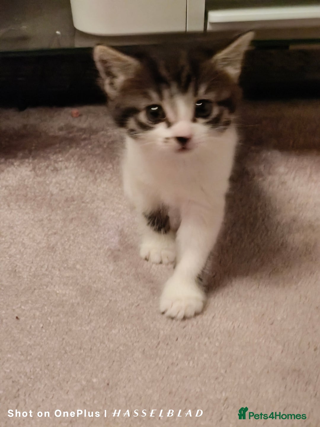 Turkish Angora cats for sale: REDUCED!!! Turkish Angora kittens for sale - Image 12