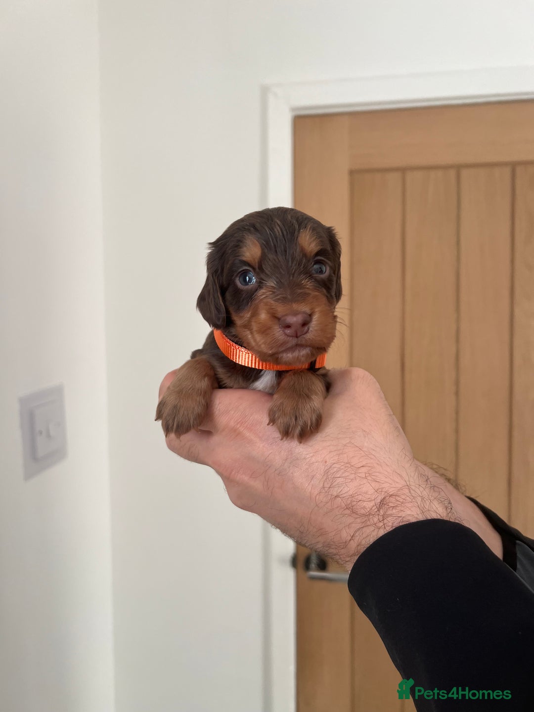 Cocker Spaniel dogs for sale: Working cocker spaniels - Image 4