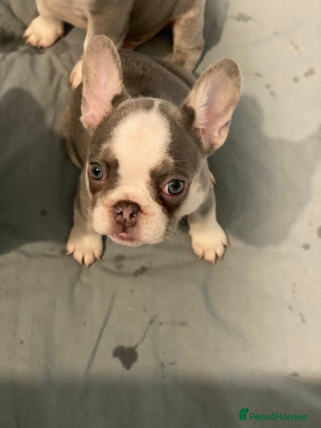 French Bulldog dogs for sale: French bulldog puppies - Image 9