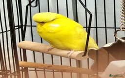 Budgerigars birds for sale: 3 Healthy Budgies with Cage & Toys Manchester  - Image 7