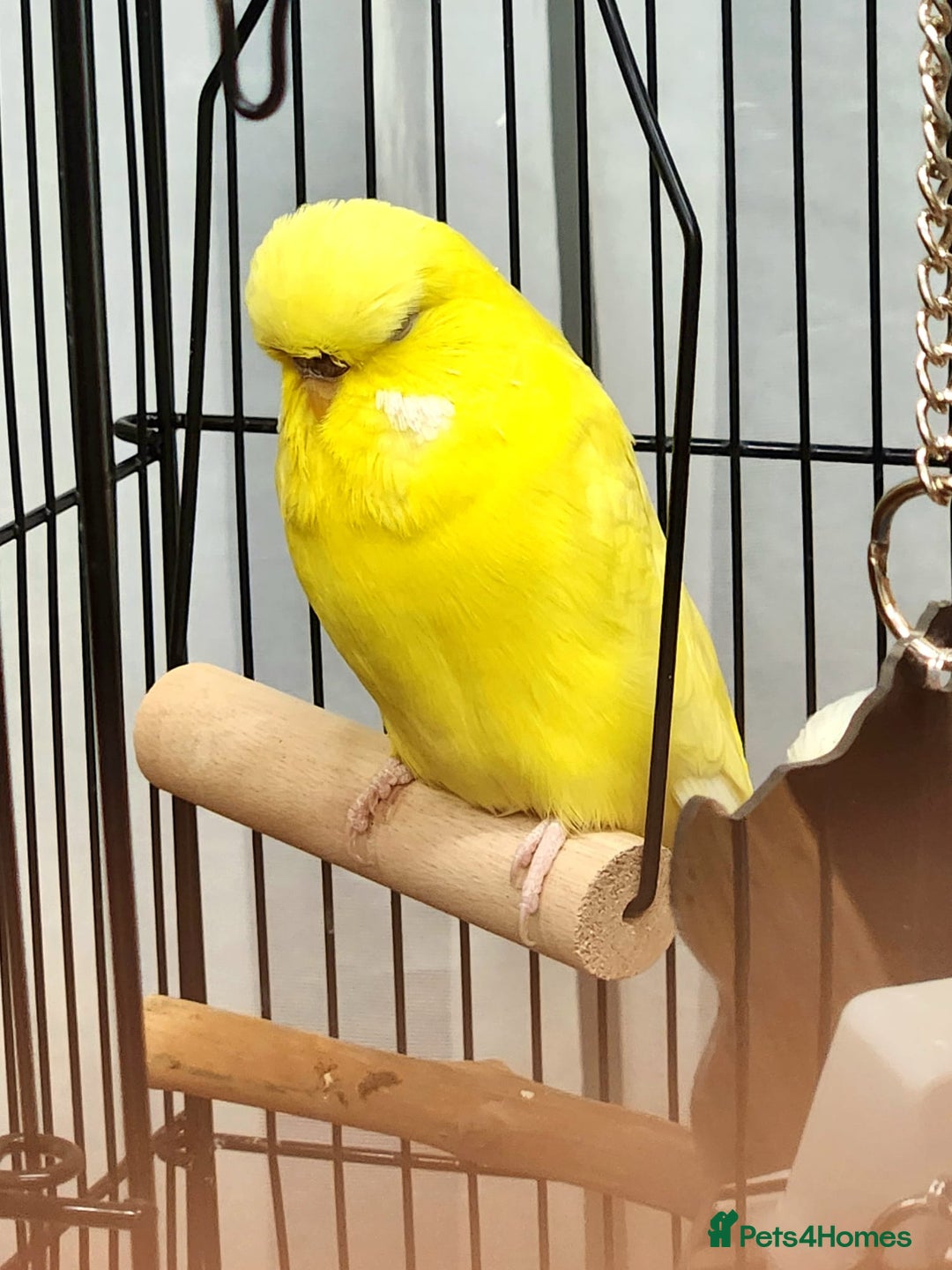 Budgerigars birds for sale: 3 Healthy Budgies with Cage & Toys Manchester  - Image 7
