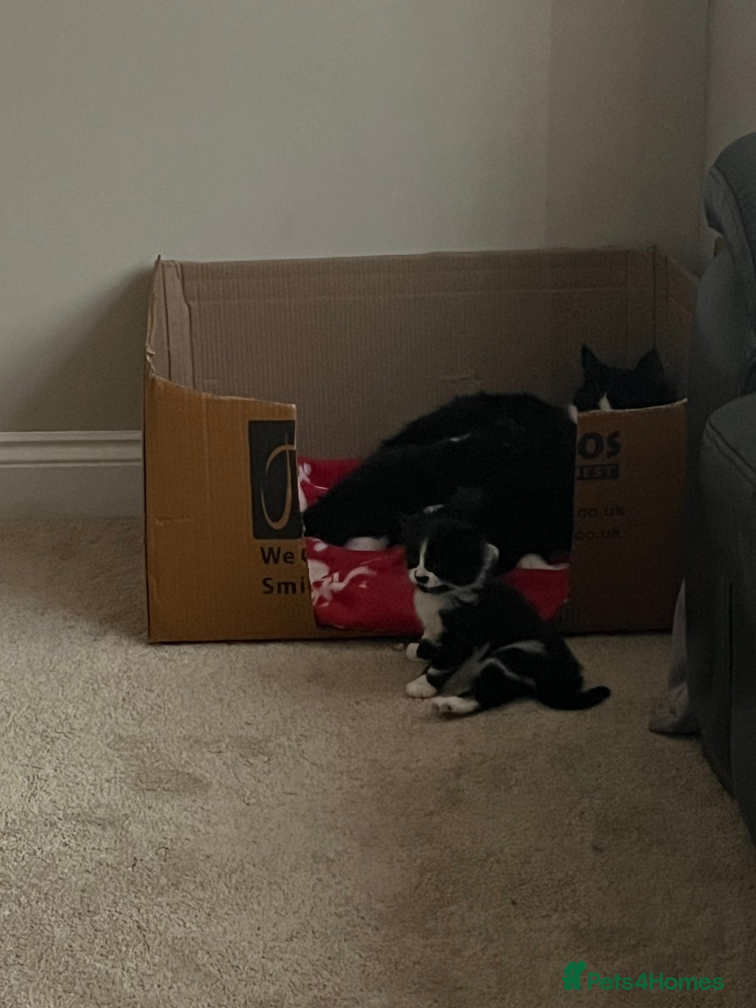 Mixed Breed cats for sale: 4 Beautiful fluffy Black & White kittens  - Image 9