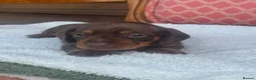 Miniature Dachshund dogs for sale: Miniature dachshunds puppies - Advert 4