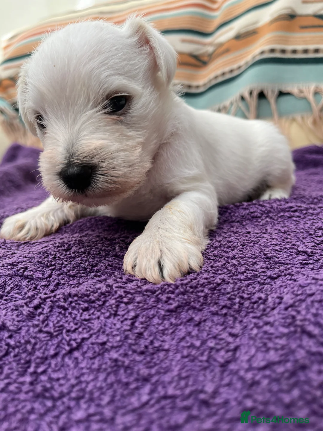 Miniature Schnauzer dogs for sale: Pedigree Miniature Schnauzer Pups in Newport Pagnell - Advert 2