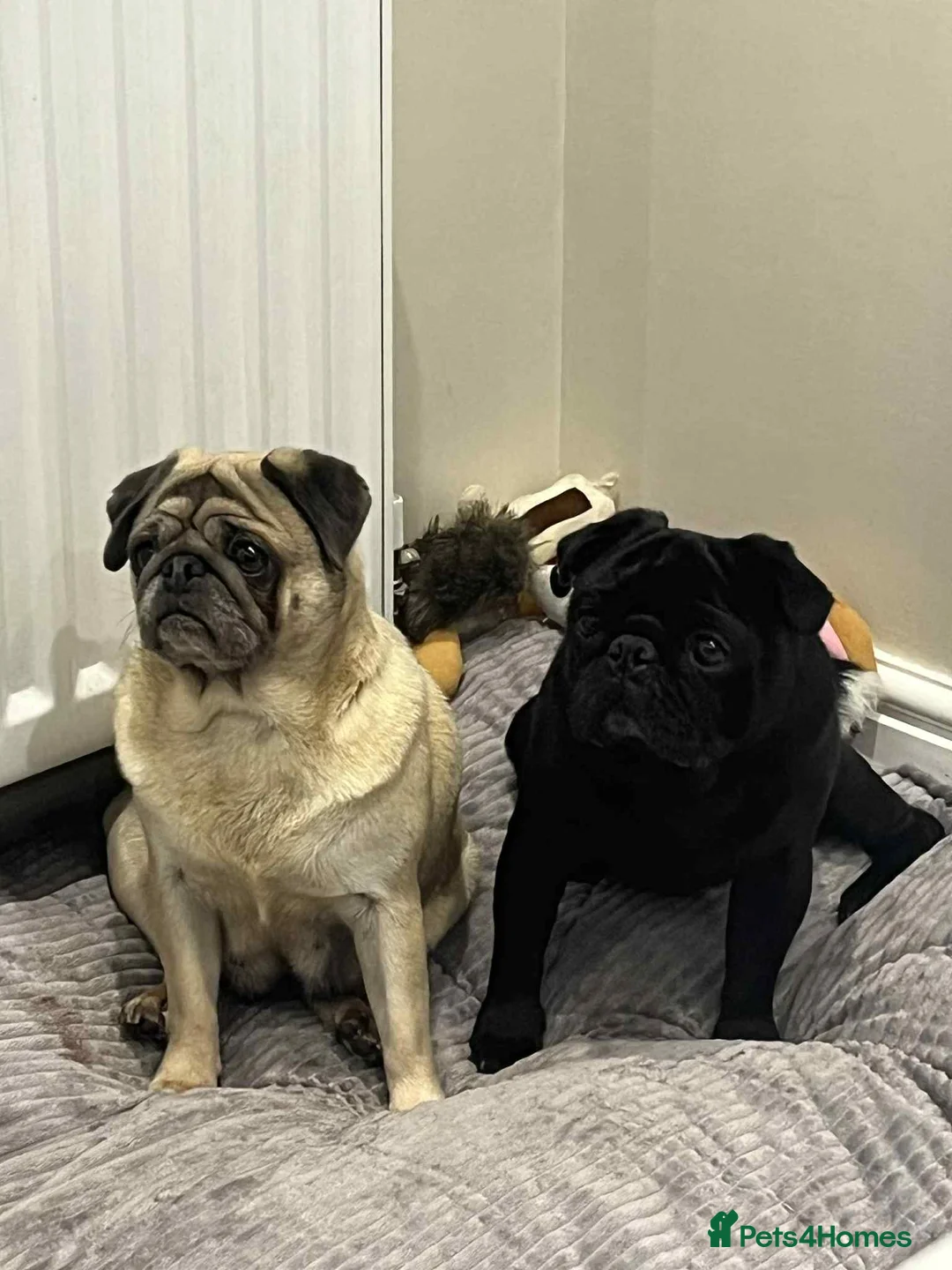 Pug dogs for sale: Male and female pug  - Advert 1