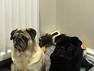 Pug dogs Male and female pug - Advert 2