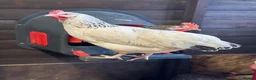 Chickens poultry for sale: Ready to lay Hens in a massive range of breeds  - Advert 10