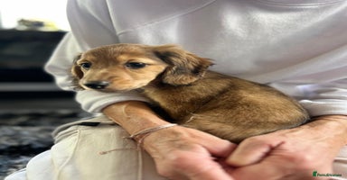 Dachshund dogs - Advert 8
