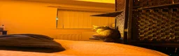 Mixed Breed cats for sale: Rueben  - Advert 5
