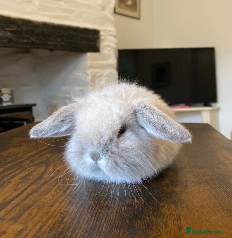 Mini Lop rabbits Exquisite Lilac Mini Lops - Advert 1