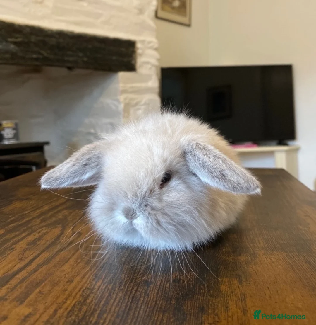 Mini Lop rabbits for sale: Exquisite Lilac Mini Lops - Advert 1