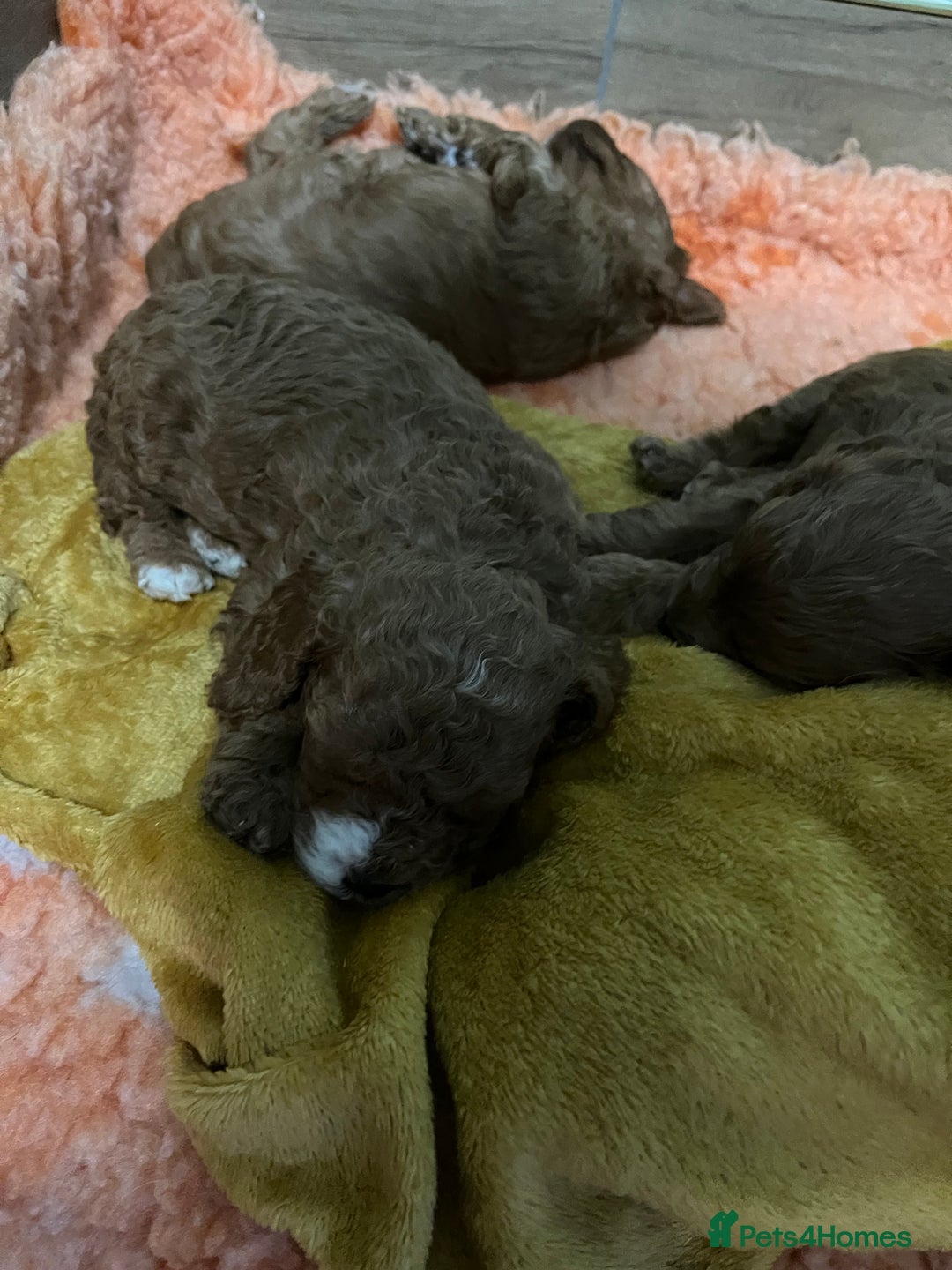 Cavapoo dogs for sale: Beautiful cavapoos - Advert 9