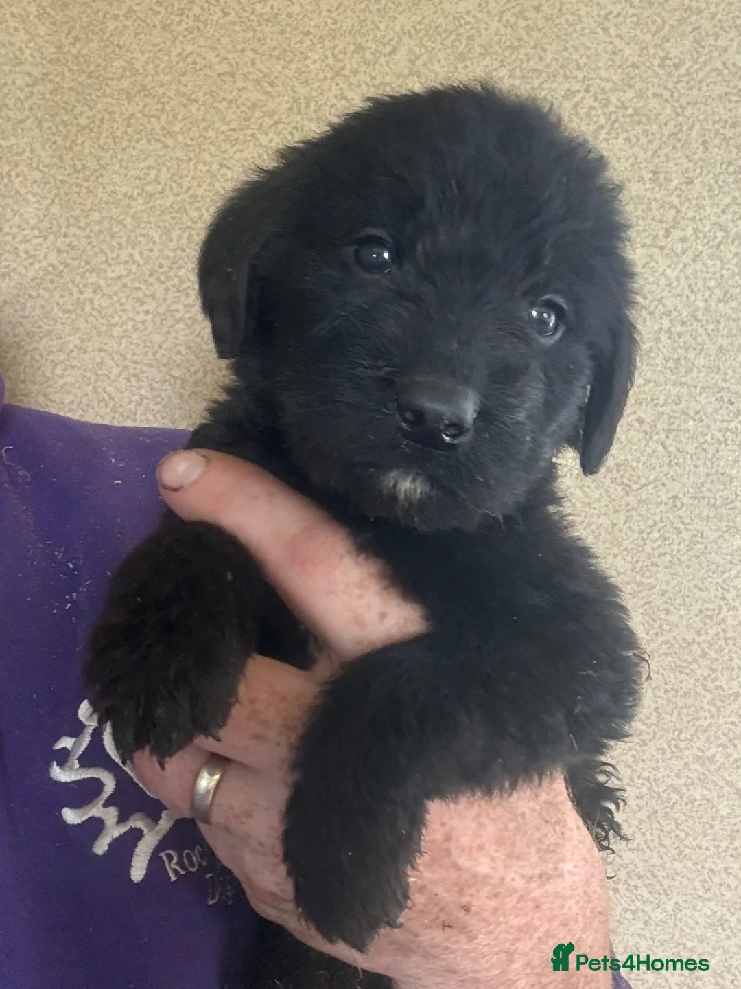 Mixed Breed dogs for sale: F1 Saint Berdoodle Pups - Advert 2