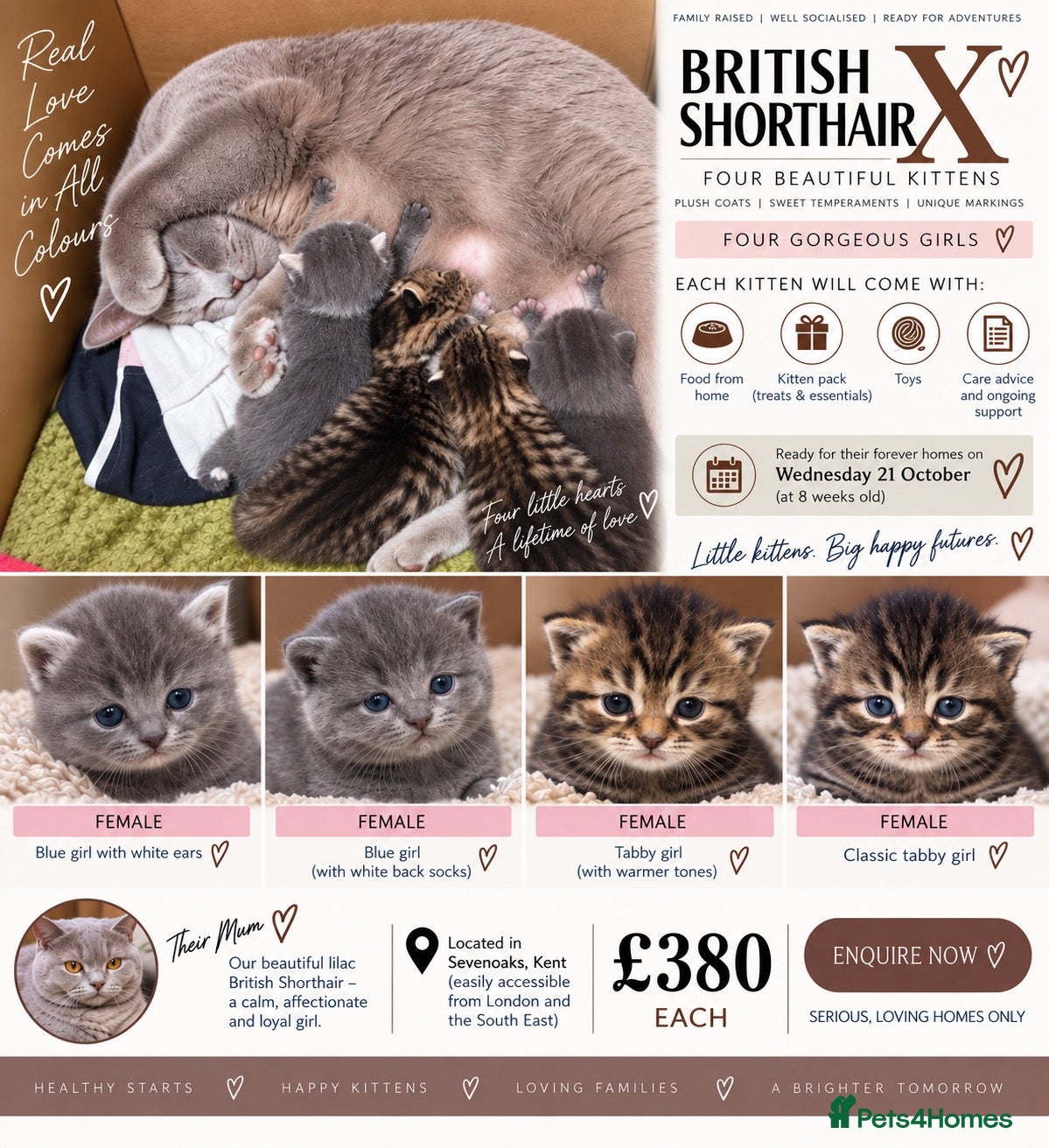 British Shorthair cats Super British shorthair x European Shorthair - Advert 3