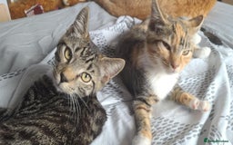 Mixed Breed cats for sale: Male and Female Cats - Image 19