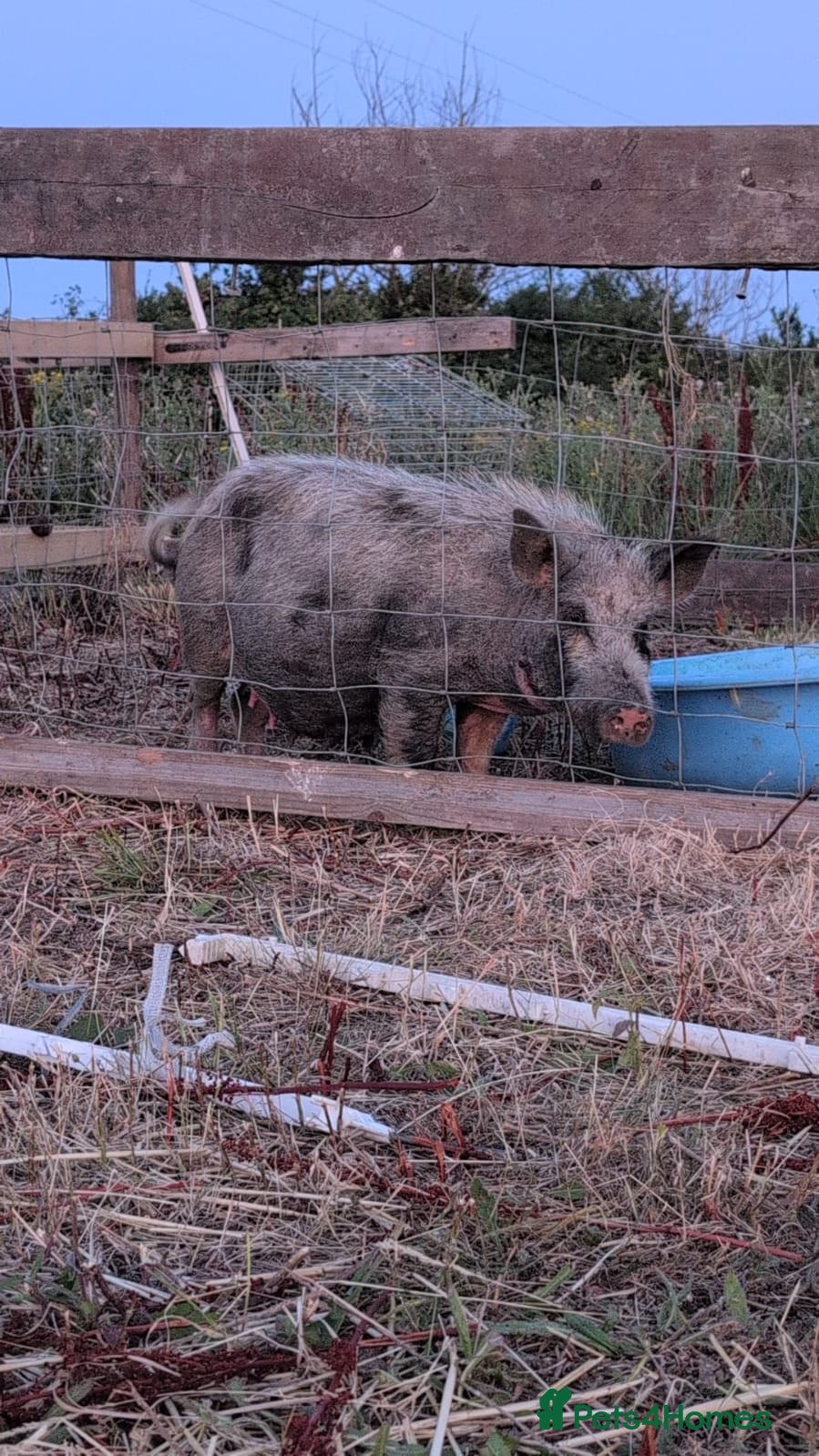 Pig livestock Sow pig - Advert 12