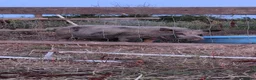 Pig livestock for sale: Sow pig - Advert 1