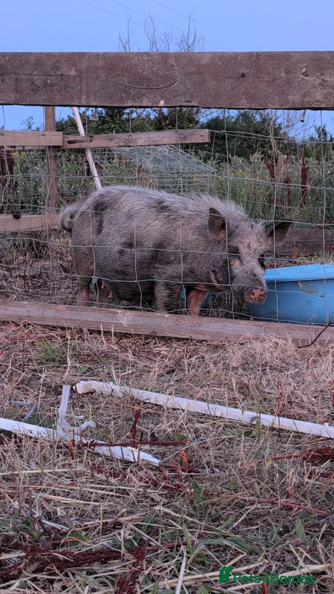 Pig livestock for sale: Sow pig - Advert 1