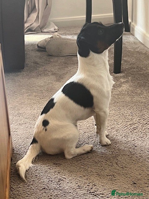 Jack Russell dogs Amazing Jack Russell for stud - Advert 1