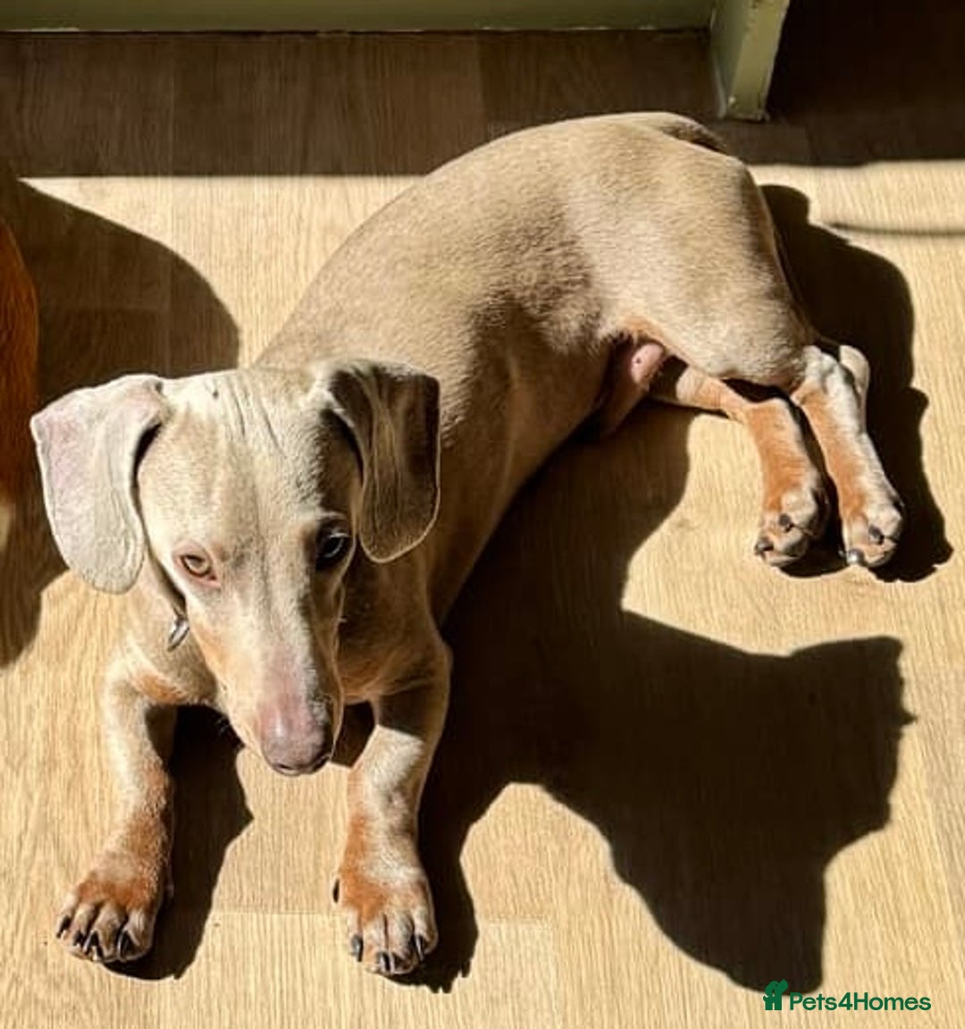 Miniature Dachshund dogs for sale: Beautiful Lively Miniature dachshund in Manchester - Image 1