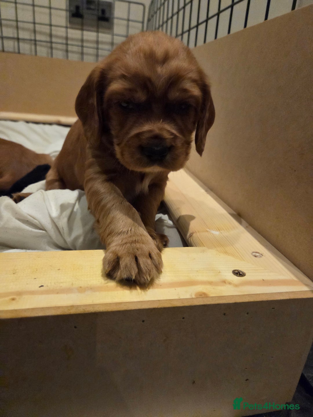 Cocker Spaniel dogs for sale: Beautiful cocker spaniel pups  - Advert 15