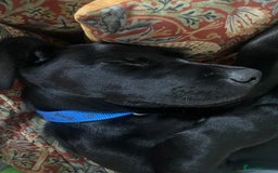 Labrador Retriever dogs for sale: Labrador  - Image 5