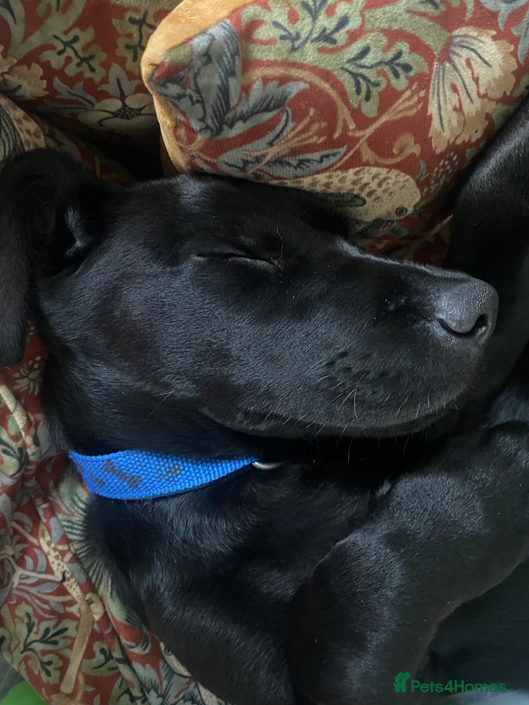 Labrador Retriever dogs for sale: Labrador  - Image 5