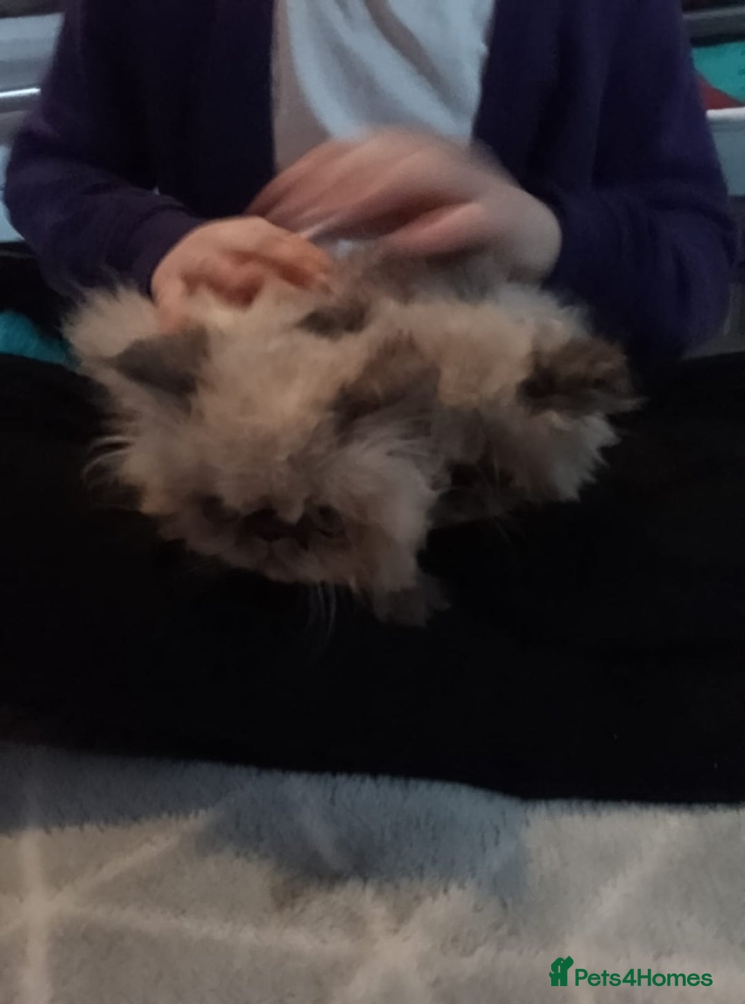 Persian cats for sale: Stunning Persian Kittens. - Advert 3